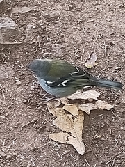 Fringilla coelebs maderensis