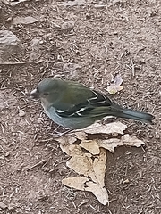 Fringilla coelebs maderensis