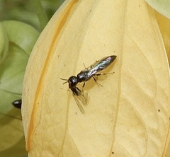 Pemphredonina