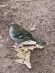 Fringilla coelebs maderensis