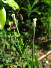 Epilobium tetragonum