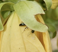 Pemphredonina