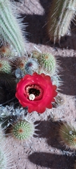 Corryocactus erectus