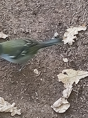 Fringilla coelebs maderensis
