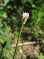 Epilobium tetragonum