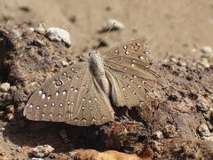 Hamanumida