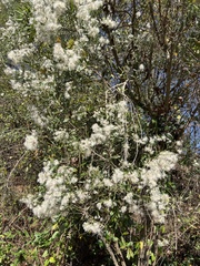 Baccharis halimifolia