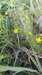 Scoparia montevidensis