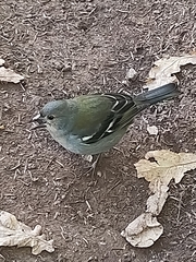 Fringilla coelebs maderensis