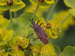 Dicranocephalus agilis