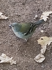 Fringilla coelebs maderensis
