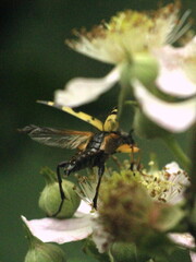 Rutpela maculata