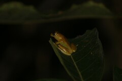 Dendropsophus minutus