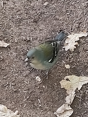 Fringilla coelebs maderensis