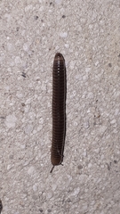 Cylindroiulus caeruleocinctus