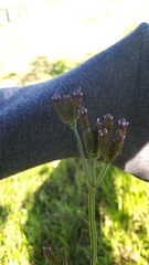 Verbena bonariensis
