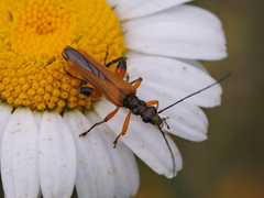 Oedemera podagrariae