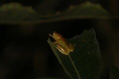 Dendropsophus minutus