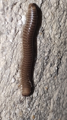 Cylindroiulus caeruleocinctus