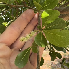 Terminalia mantaly