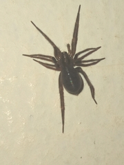 Tegenaria domestica