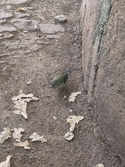 Fringilla coelebs maderensis