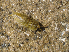 Ligia oceanica