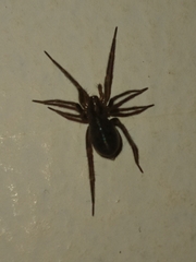 Tegenaria domestica