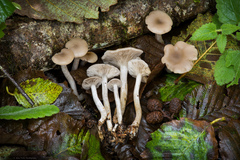 Clitocybe salmonilamella