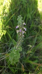 Teucrium vesicarium
