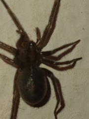 Tegenaria domestica