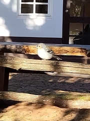 Fringilla coelebs maderensis