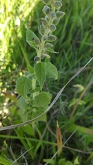 Teucrium vesicarium