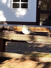 Fringilla coelebs maderensis