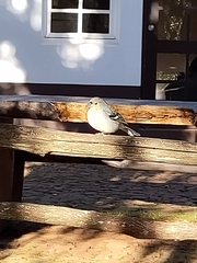 Fringilla coelebs maderensis