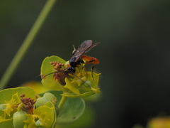Tryphoninae