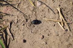 Silphidae