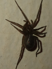 Tegenaria domestica