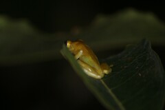 Dendropsophus minutus