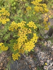 Tanacetum