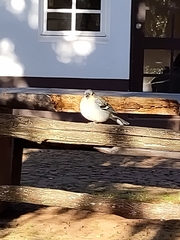 Fringilla coelebs maderensis