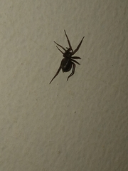 Tegenaria domestica