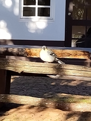 Fringilla coelebs maderensis