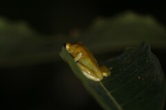 Dendropsophus minutus