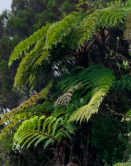 Cyathea glauca