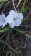 Ruellia morongii