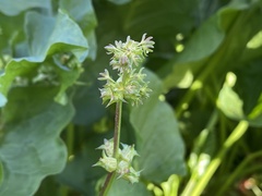 Rumex spinosus