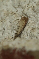 Chrysoteuchia culmella