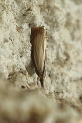 Chrysoteuchia culmella