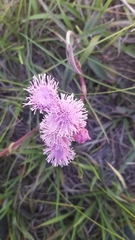 Campuloclinium macrocephalum